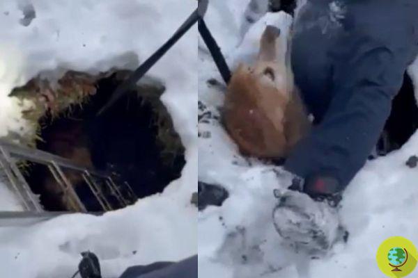 Cão resgatado de sumidouro de gelo graças a outro cão herói