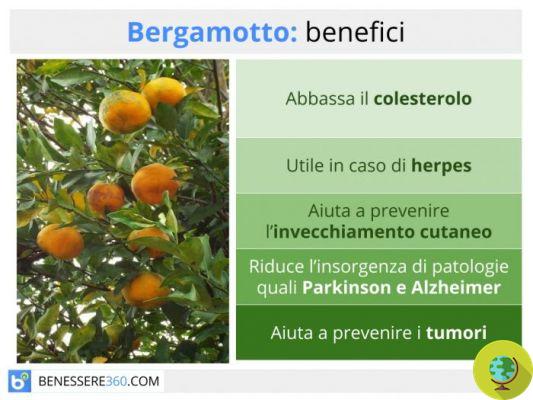 Bergamote : propriétés, bienfaits et usages
