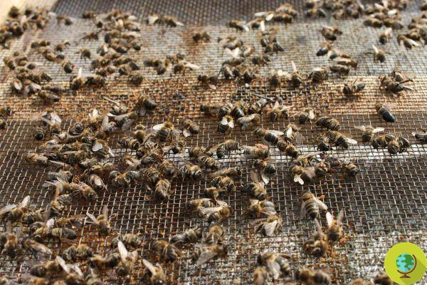 No solo el glifosato, el profulscarb también mata abejas (y en Francia piden prohibirlo)