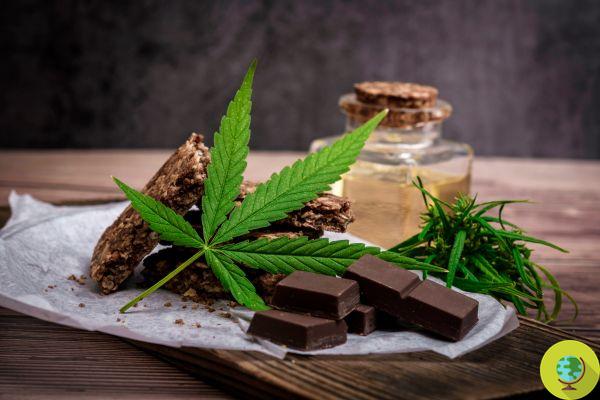 Cannabis na cozinha: limites de THC a serem respeitados nos alimentos foram definidos