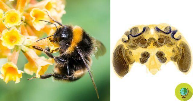 Neonicotinoides: Abejas y abejorros atraídos por pesticidas asesinos como si fueran drogas