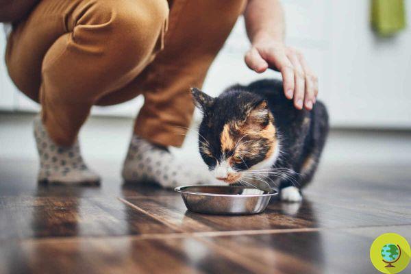 Comida para mascotas: ¿Estás dispuesto a alimentar a tu perro o gato para que coma insectos y larvas para salvar el clima?