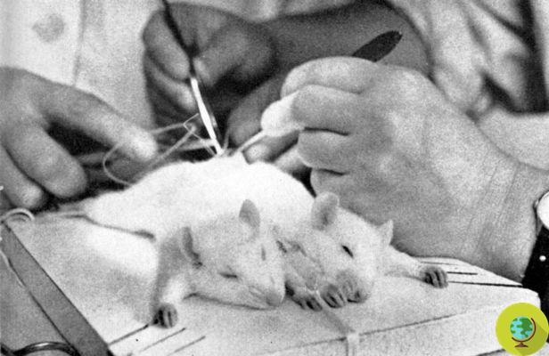Mimetas: el dispositivo alternativo a la experimentación con animales