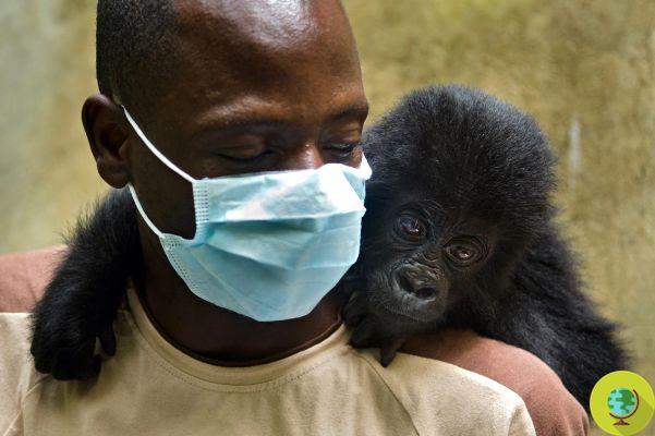 Virunga Park, 13 guardabosques que protegían a los gorilas masacrados y asesinados