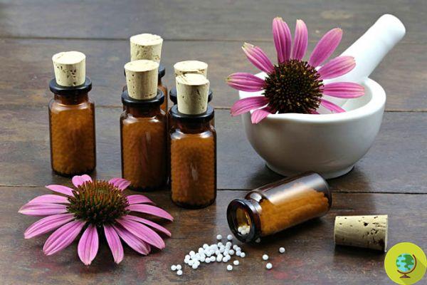 Echinacea: propriedades, usos e contra-indicações do melhor antibiótico natural