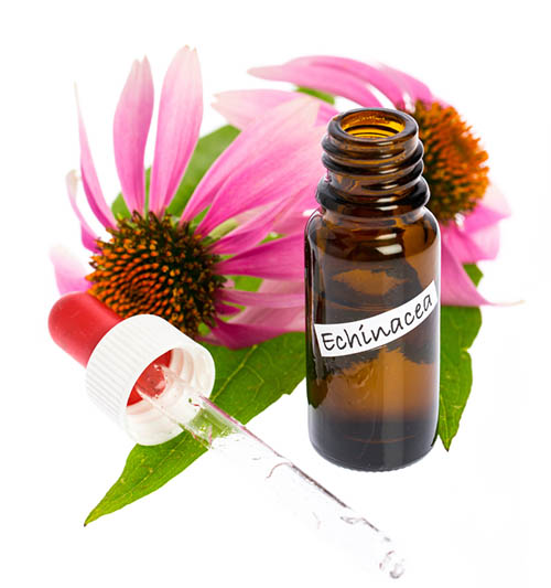 Echinacea: properties, uses and contraindications of the best natural antibiotic