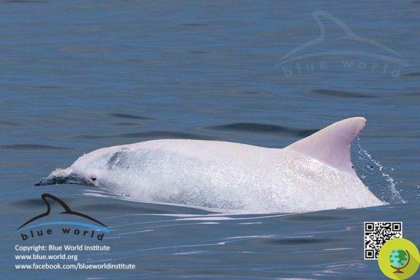 Albus, rare albino dolphin spotted in the Adriatic (PHOTO)