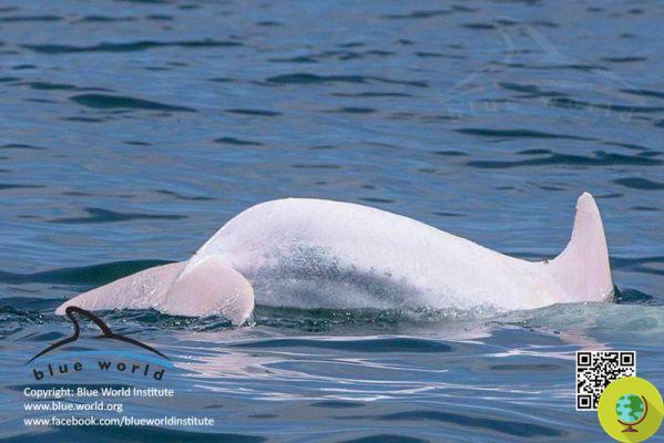 Alvo, raro golfinho albino avistado no Adriático (FOTO)