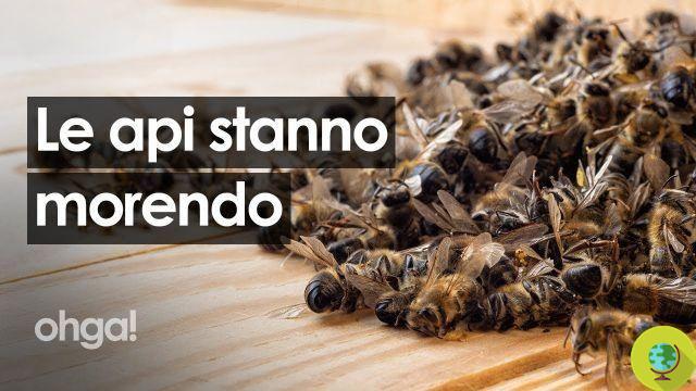 Mueren abejas: llegan mochilas tecnológicas para registrar exposición a pesticidas (VIDEO)