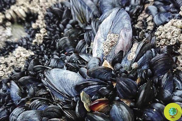 These 4 species of mussels are the most consumed in the world and all contain microplastics