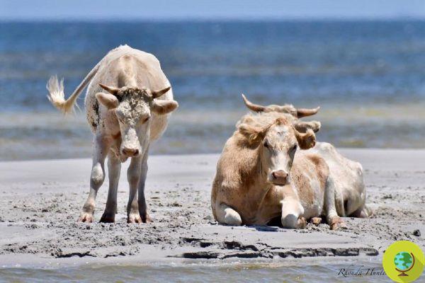 Carried away by Hurricane Dorian, these 3 cows were found alive in North Carolina