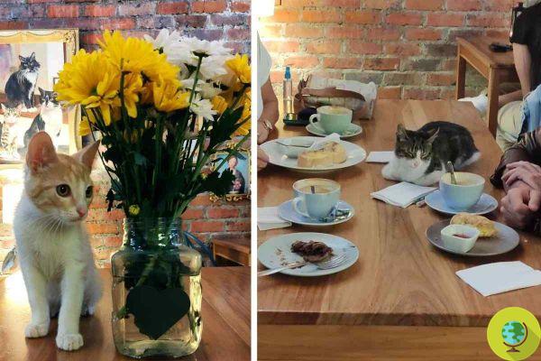 Le café colombien qui accueille les chats malades et abandonnés à adopter par les clients