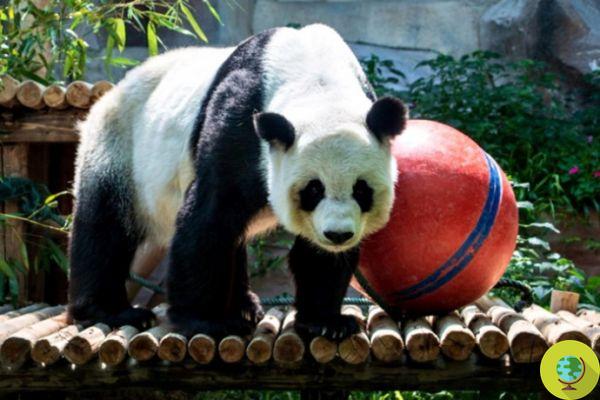 El panda gigante 