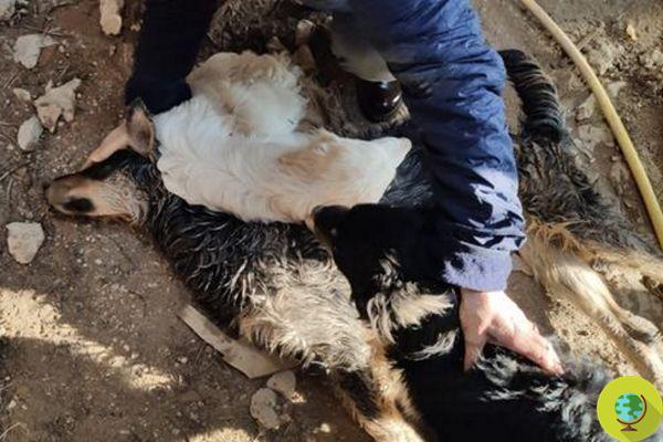 Familia de perros amurallados viviendo en una cabaña durante 15 días por el dueño sin agua ni comida