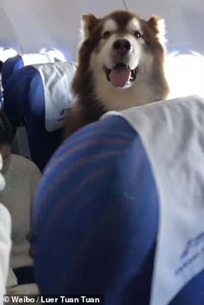 A este perro se le permitió volar junto a su dueña discapacitada (VIDEO)