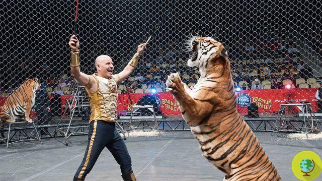 USA: exemplary fine at the most famous circus in the world