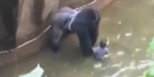 Voici pourquoi le gorille d'Harambe n'a pas dû mourir au zoo (VIDEO et PETITION)