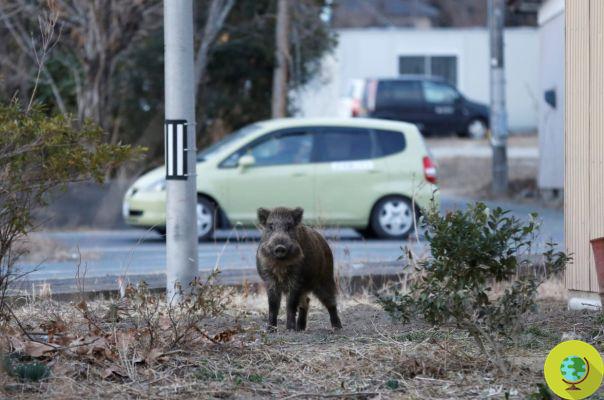 Fukushima: monkeys and wild boars sacrificed to map radioactivity levels near the nuclear power plant