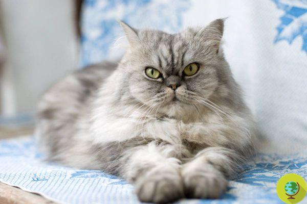 Gato persa: las enfermedades genéticas más comunes a conocer de esta raza