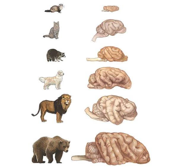 ¿Perros más inteligentes que gatos? Tendrían el doble de neuronas