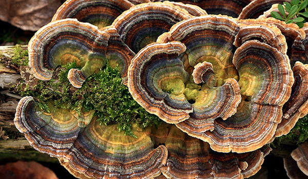 4 medicinal mushrooms that have shown healing properties