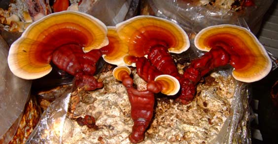 4 cogumelos medicinais que mostraram propriedades curativas