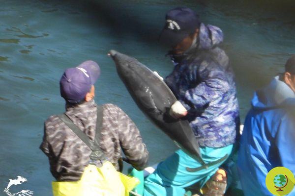 Taiji Bay, never-ending horror: 55 dolphins slaughtered, including a cub torn from its mother