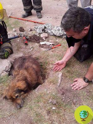 O emocionante resgate de Papu, o cachorro que passou duas noites preso em um cano