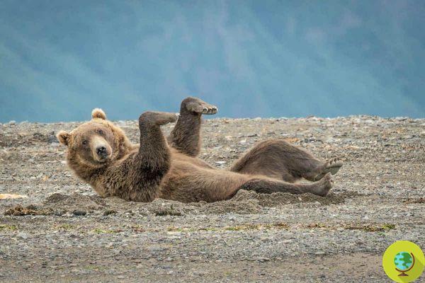 12 divertidas imágenes que muestran animales en poses realmente divertidas