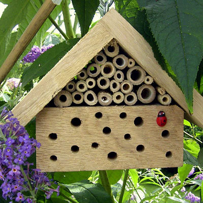 Ladybugs: por eso en estos días podríamos encontrarnos con tantas. Cómo ayudarlos a pasar el invierno