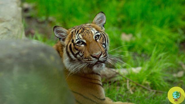 Tigre de zoológico positivo a Covid-19: infectado por el cuidador