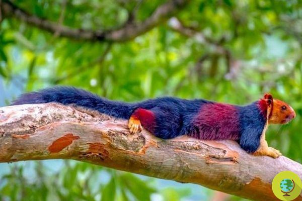 The incredible rainbow coat of the Indian giant squirrel