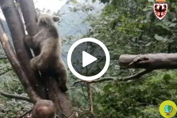 Trentino, Val di Jon: the exceptional rescue of the baby bear stuck between 2 trees