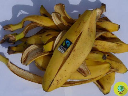 Aos 16 anos inventa bioplástico feito com casca de banana