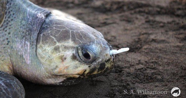 40 tartarugas marinhas encalharam na África do Sul: tinham ingerido plástico (VÍDEO)