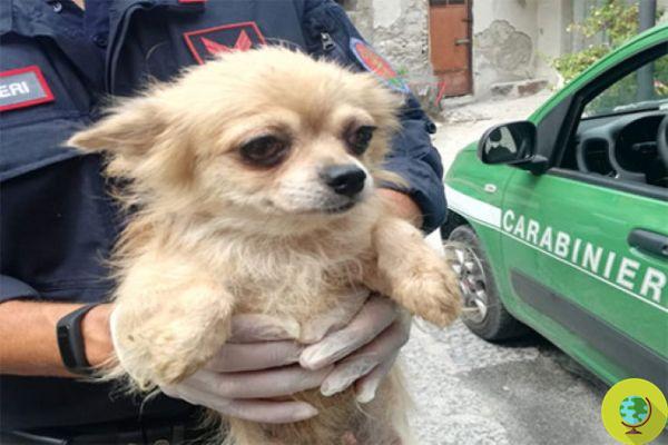 Descoberta criação ilegal de Chihuaha: 17 cães deixados sem comida e água liberados