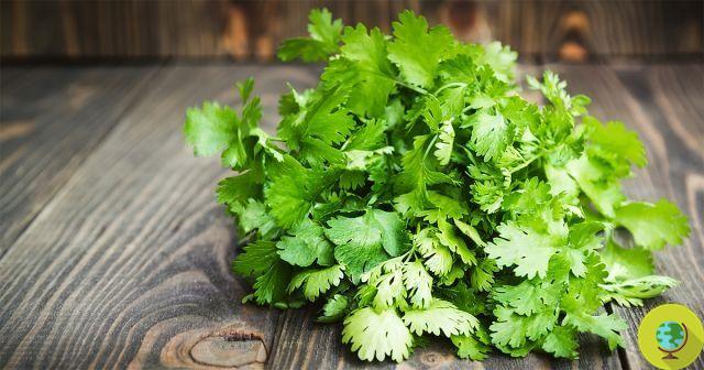 Why does coriander taste like soap? (VIDEO)