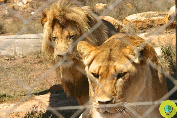 Mistreatment in a zoo, two lions died shortly before reaching freedom