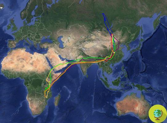 The extraordinary flight of the cuckoo that surprises even scientists: it is one of the longest migrations