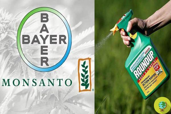 'Glyphosate is a determinant of cancer'. Bayer defeated again in court