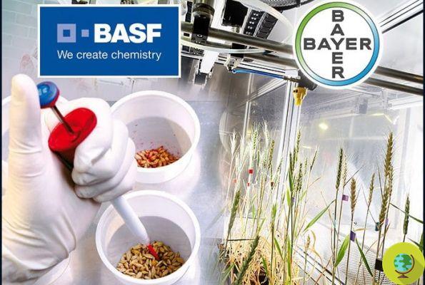 Bayer and Basf defeated in court, maxi compensation is underway: historic ruling on Dicamba