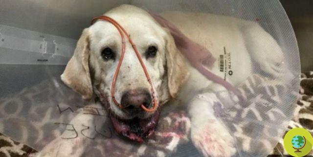 Ce brave Labrador a sauvé son ami humain d'un dangereux serpent à sonnette