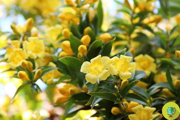 No solo mimosa: las plantas y los árboles que florecen ahora, entre finales de febrero y principios de marzo