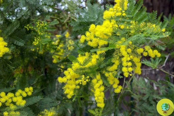 Not just mimosa: the plants and trees that bloom now, between the end of February and the beginning of March
