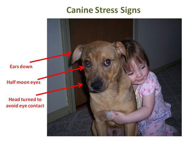 Te explicamos por qué a los perros no les gustan los abrazos