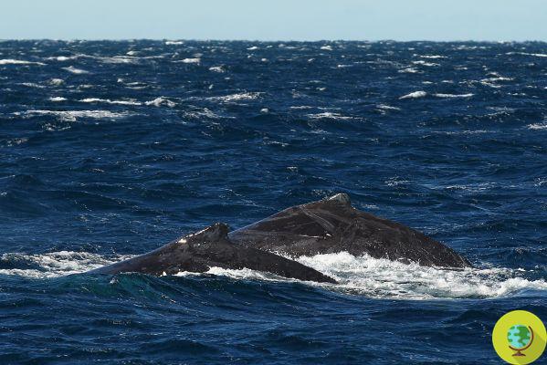 Fundos do tsunami e Fukushima usados ​​para a caça às baleias