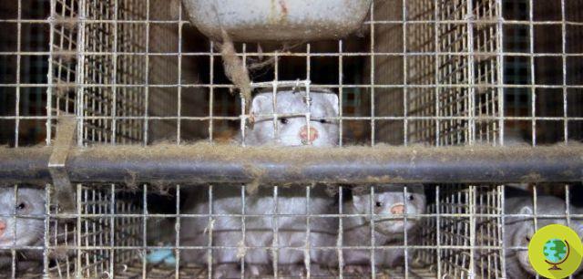 La Norvège interdit les élevages d'animaux à fourrure : tous fermés d'ici 2025