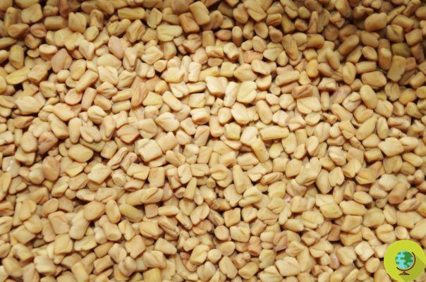 Fenugreek: properties, benefits, when to take it and where to find it