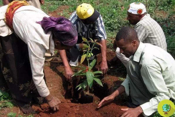 Etiópia vai plantar mais 5 bilhões de árvores em 2020