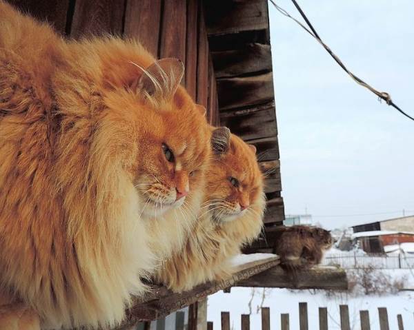 Bem-vindo a Koshlandia, a terra extravagante dos gatos siberianos
